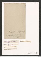 Synedra pulchella var. smithii (Ralfs). V. H. (de-Toni-Nr.: Genus 66, Species 2582) Zeichnungen Sammlung Grunow (NHMW-BOT-W0373490)